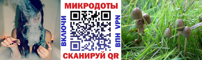 цены   Тейково  Псилоцибиновые грибы Psilocybe 